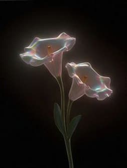 Dancing Lilly 2 상세 이미지