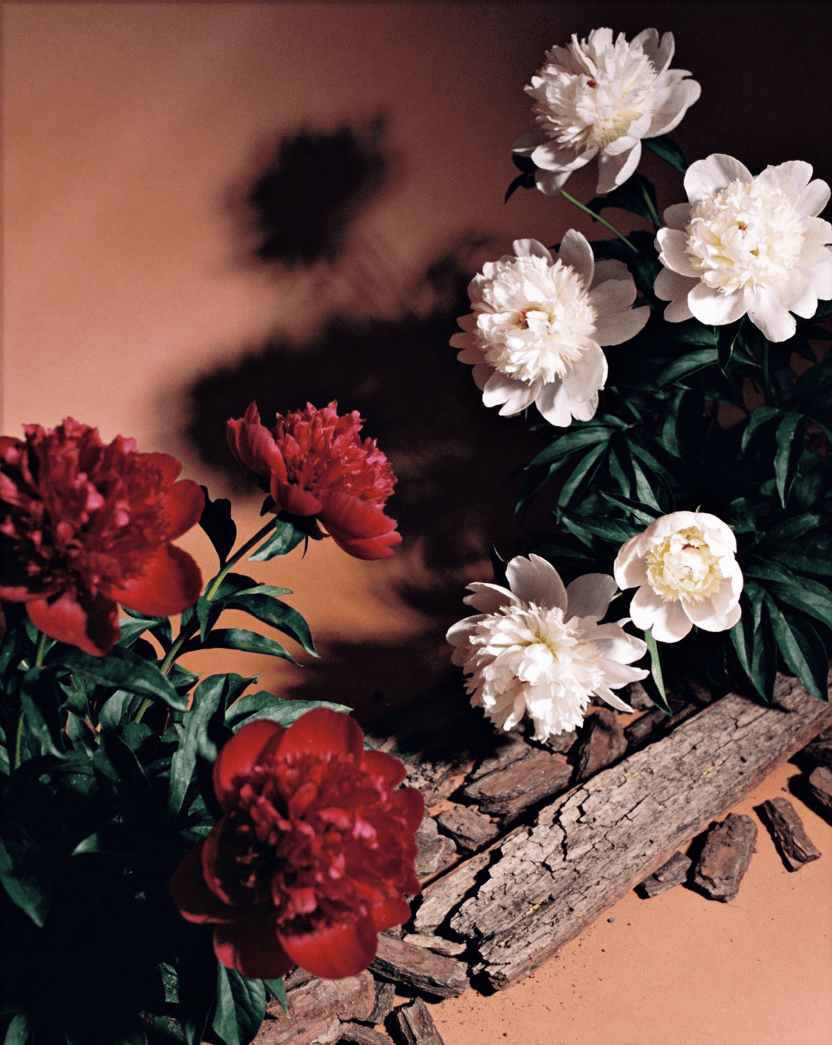 Crimson Garden — RR-04